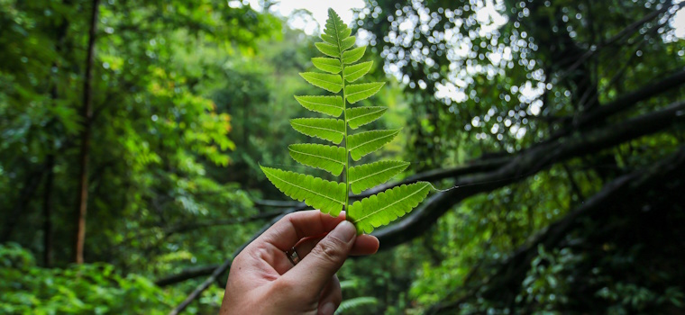 Estadão: Indonésia promete dinheiro para fundo de preservação de florestas previsto por Lula para a COP-30