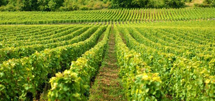 CNB/CF: Comissão de Agricultura aprova projetos que avançam na regularização fundiária e no georreferenciamento rural em 2025