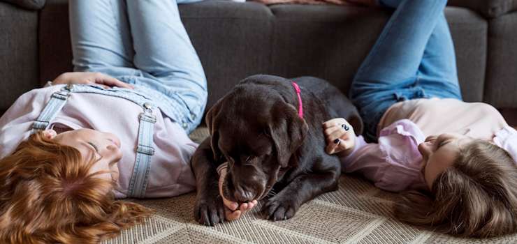 Congresso em Foco: Senado aprova guarda compartilhada de pets para casais separados