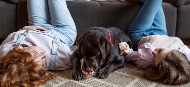 Congresso em Foco: Senado aprova guarda compartilhada de pets para casais separados