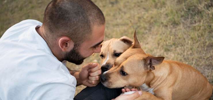 Artigo: Guarda compartilhada de pets pode sobrecarregar a Justiça? – por Andreia Soares Calçada