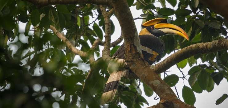 CNB/CF: Justiça Itinerante Cooperativa na Amazônia Legal reforça cidadania e acesso à justiça com apoio dos Cartórios do Brasil