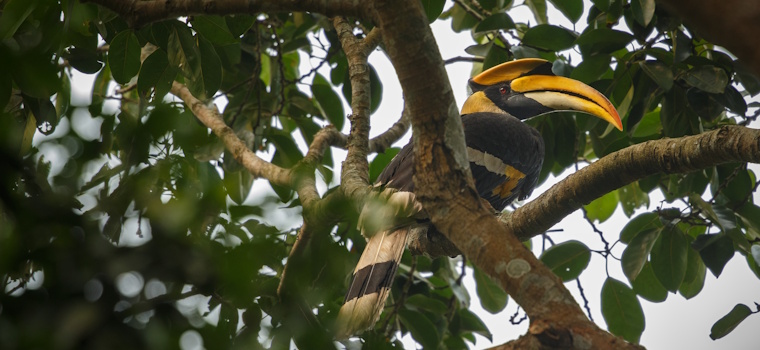 CNB/CF: Justiça Itinerante Cooperativa na Amazônia Legal reforça cidadania e acesso à justiça com apoio dos Cartórios do Brasil
