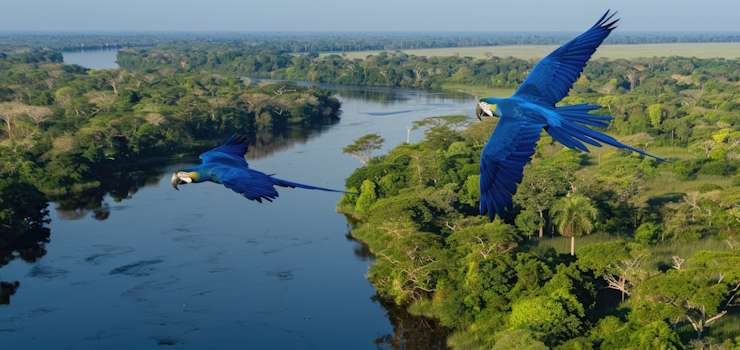 Artigo: Um mergulho na Amazônia Azul – Carmen Silvia Lima de Arruda